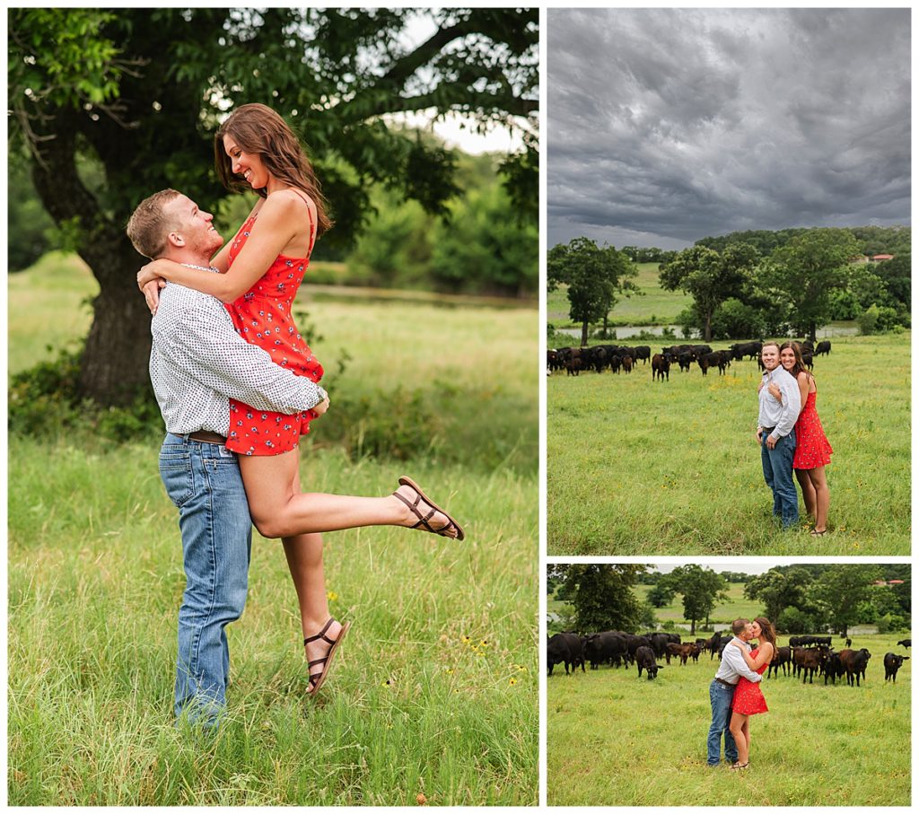 Engagement photos with cows 